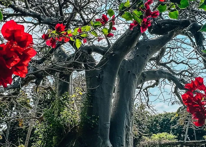 Baobab Beach Vilanculos